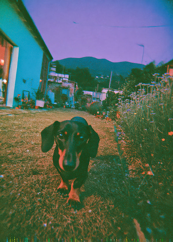 Hund im Dämmerlicht