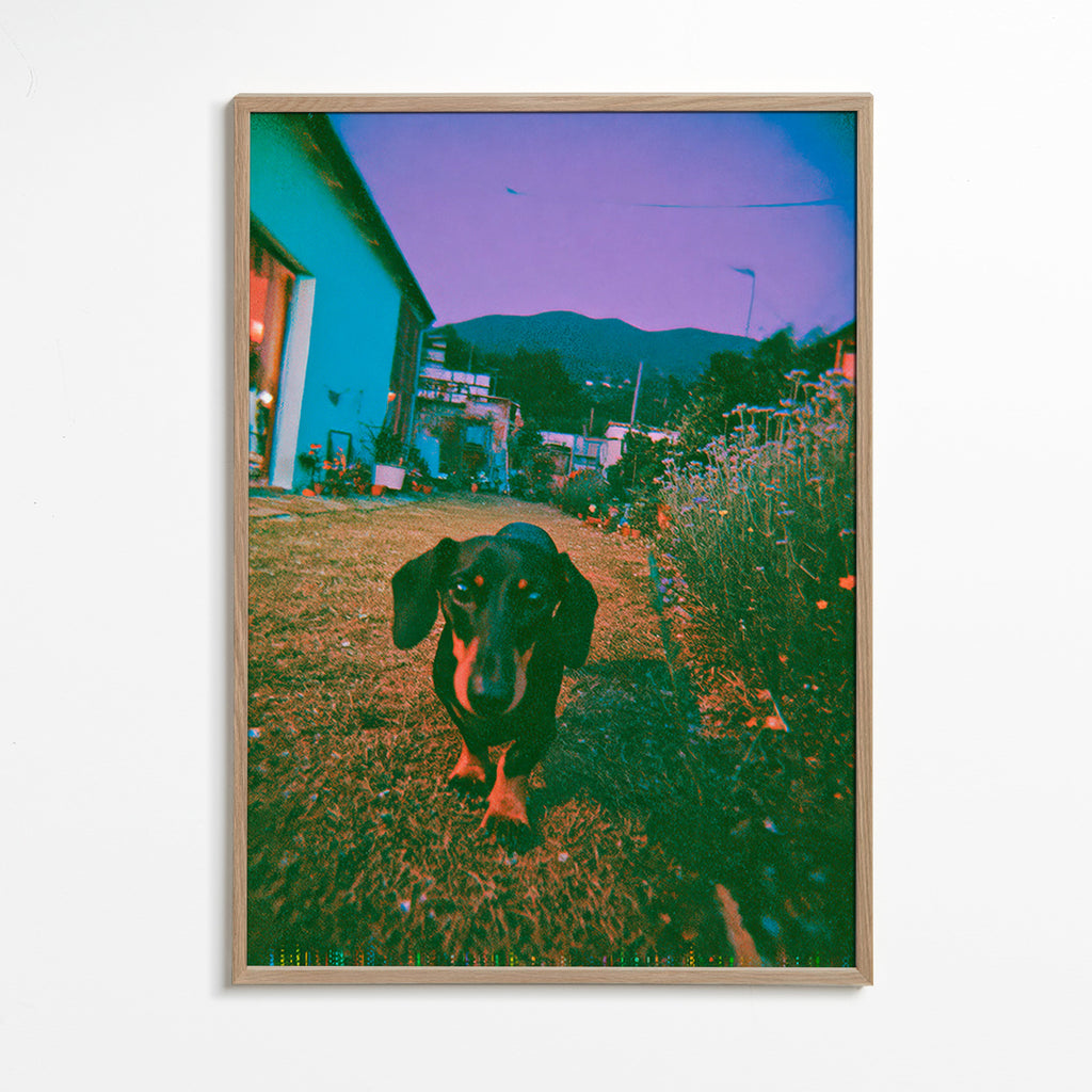 Hund im Dämmerlicht