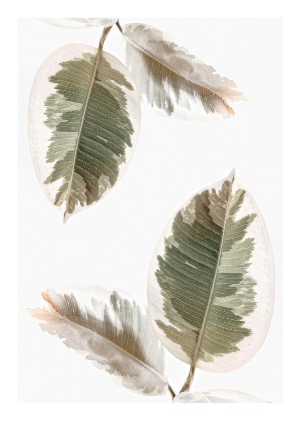 Couple leaves illustration