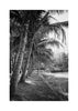 Coastal palm trees