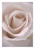 White rose weak light