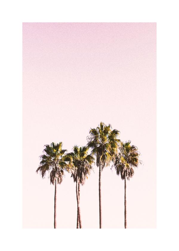 Palm trees and sky