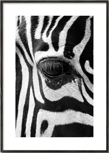 Zebra focus
