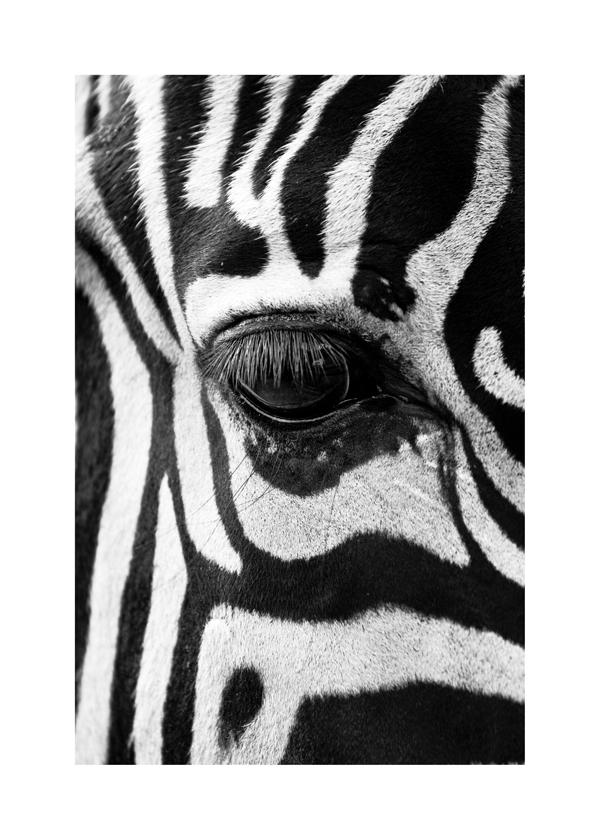 Zebra focus