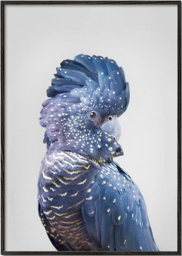 Blue cockatoo