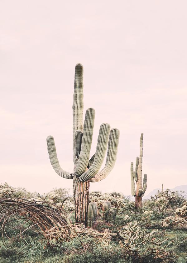 Blush cactus