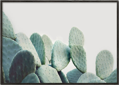 Pastel cactus