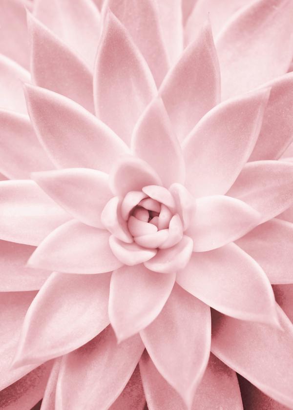 Pink succulent