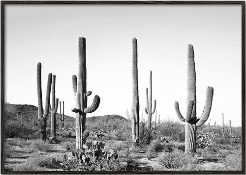 Grey Cactus