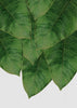 Banana Leaf III