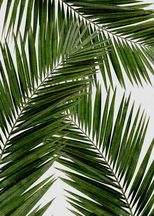 Palm Leaf III