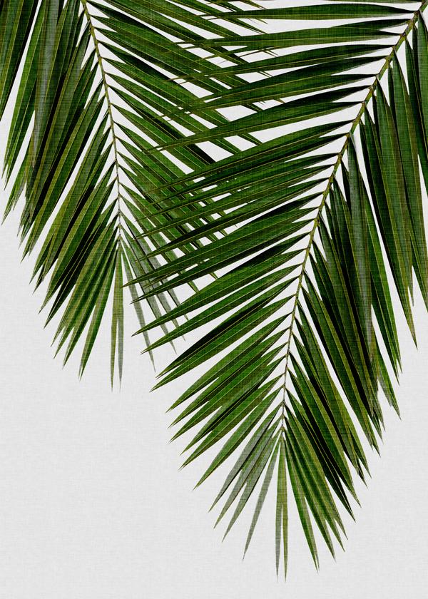 Palm Leaf II