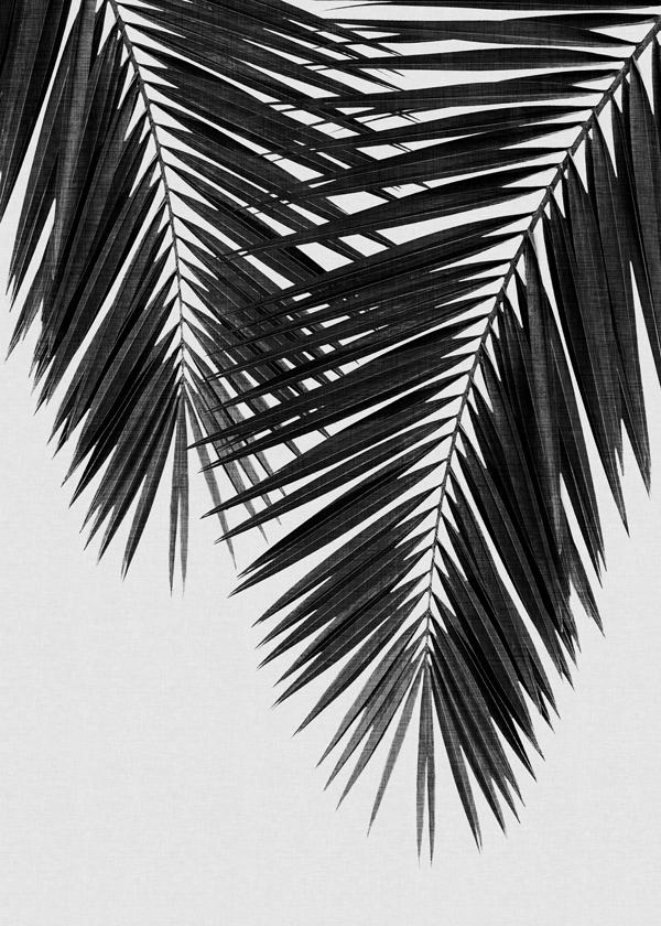 Palm Leaf Black & White II