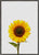 Sunflower still life