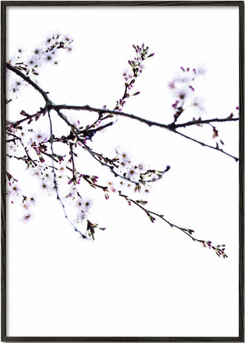 Blossum in spring 2