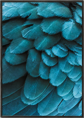 Blue Feathers 2
