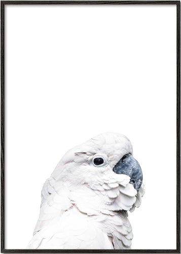White Cockatoo 2