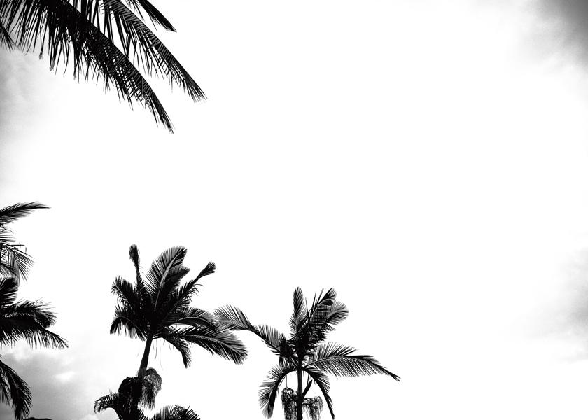 Palm shade 3