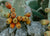 Cactus Fruits