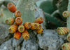 Cactus Fruits