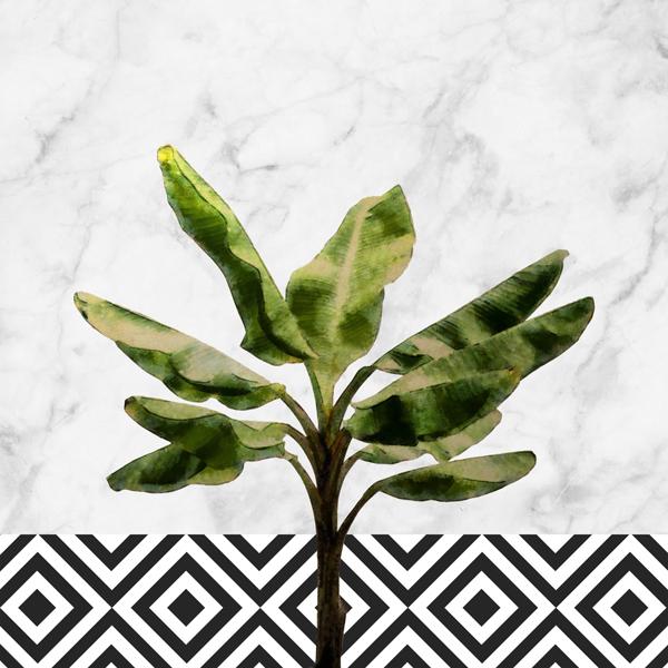 Banana plant on white marble and checker wall