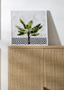 Banana plant on white marble and checker wall