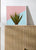 Agave plant on pink and teal wall