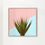 Agave plant on pink and teal wall