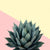 Agave plant on lemon and pink wall