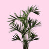 Palm plant on pastel pink wall