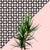 Dracaena plant on pink and lattice pattern wall