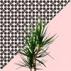 Dracaena plant on pink and lattice pattern wall