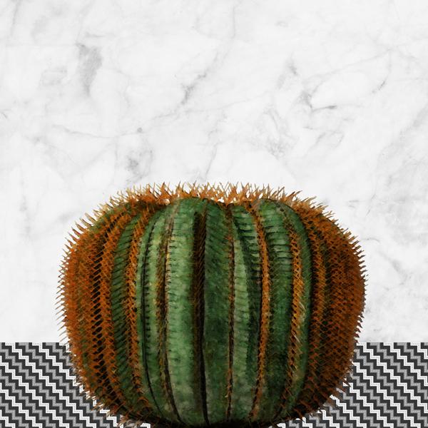 Ball cactus on white marble and zigzag tiles