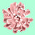 Pink succulent plant on cyan