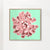 Pink succulent plant on cyan