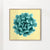 Cyan succulent plant on yellow