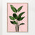 Bird of paradise plant on pink