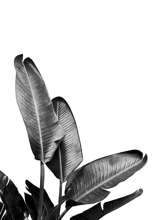 Bird of Paradise Plant Black and White 03