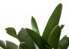 Travellers Palm Leaves 03