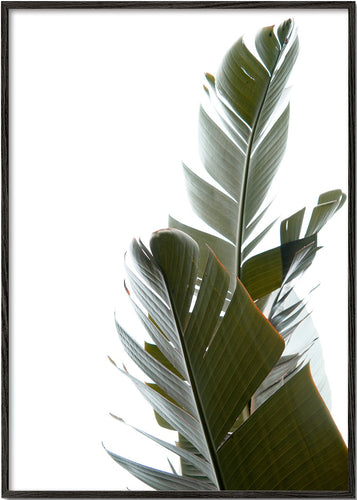 Travellers Palm Leaves 05