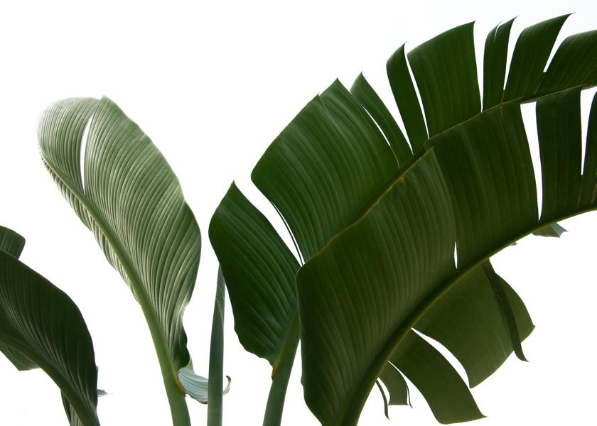 Travellers Palm Leaves 06