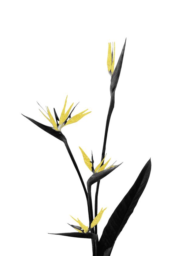 Flower Minimal Black and Gold 05