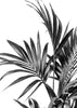 Palm Leaves Black and White 01
