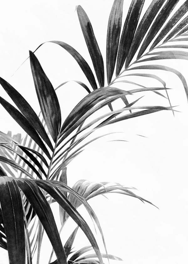 Palm Leaves Black and White 03