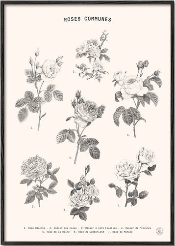 Roses - Collection