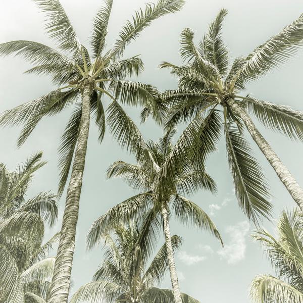 Lovely Vintage Palm Trees