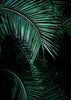 Palm Leaves 9