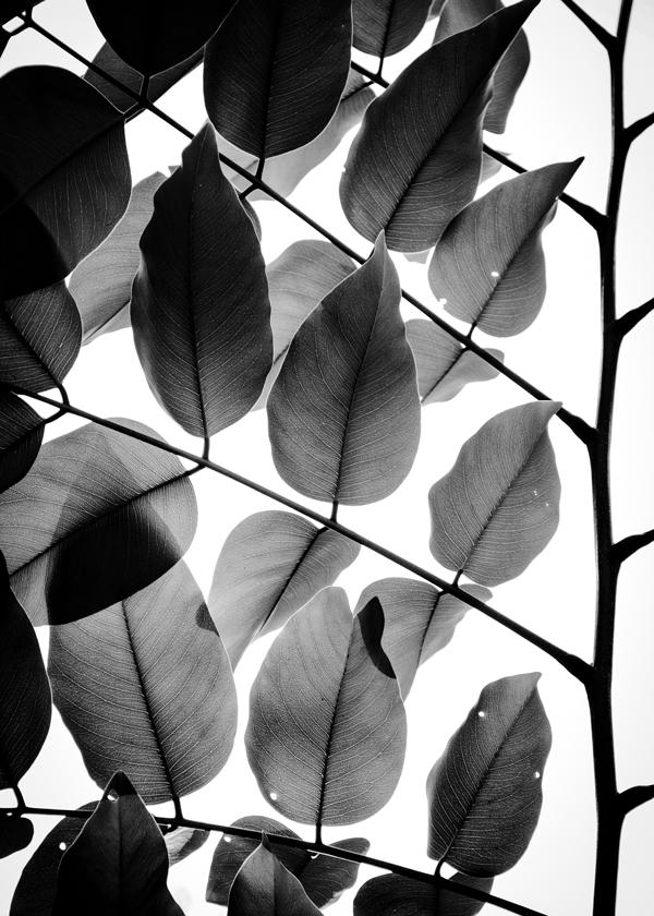 Branches and Leaves II