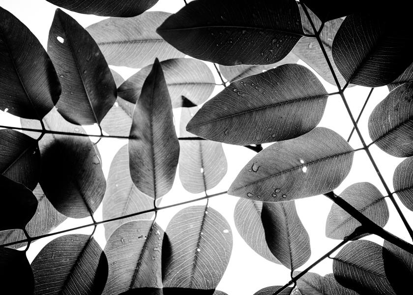 Experiments with Leaves I
