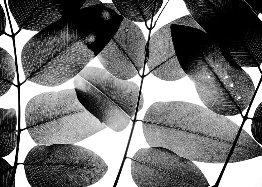Experiments with Leaves II